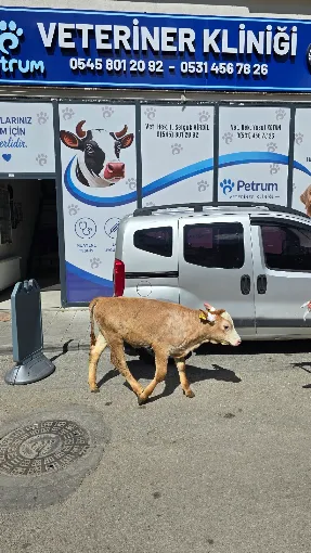 Erzurum en yakın veteriner kliniği dış cephe ve giriş